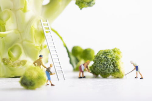 蔬菜创意图片素材 助力食品餐饮与微生物肥料行业视觉表达