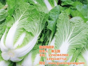 国龙翔有机大棚白菜 健康生活的绿色选择